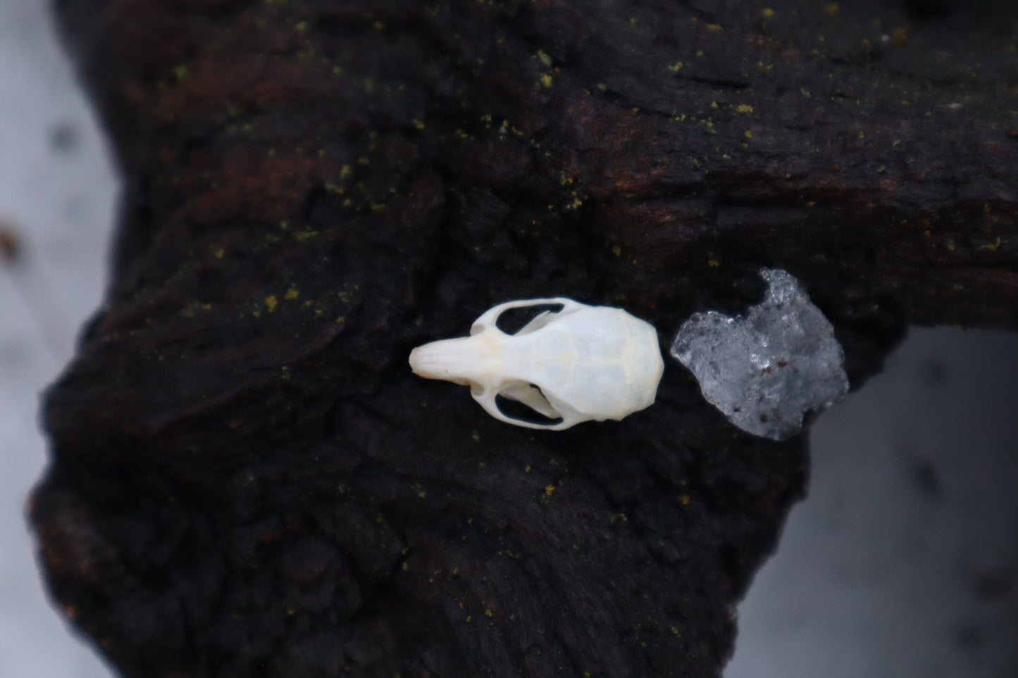 Mouse Skull