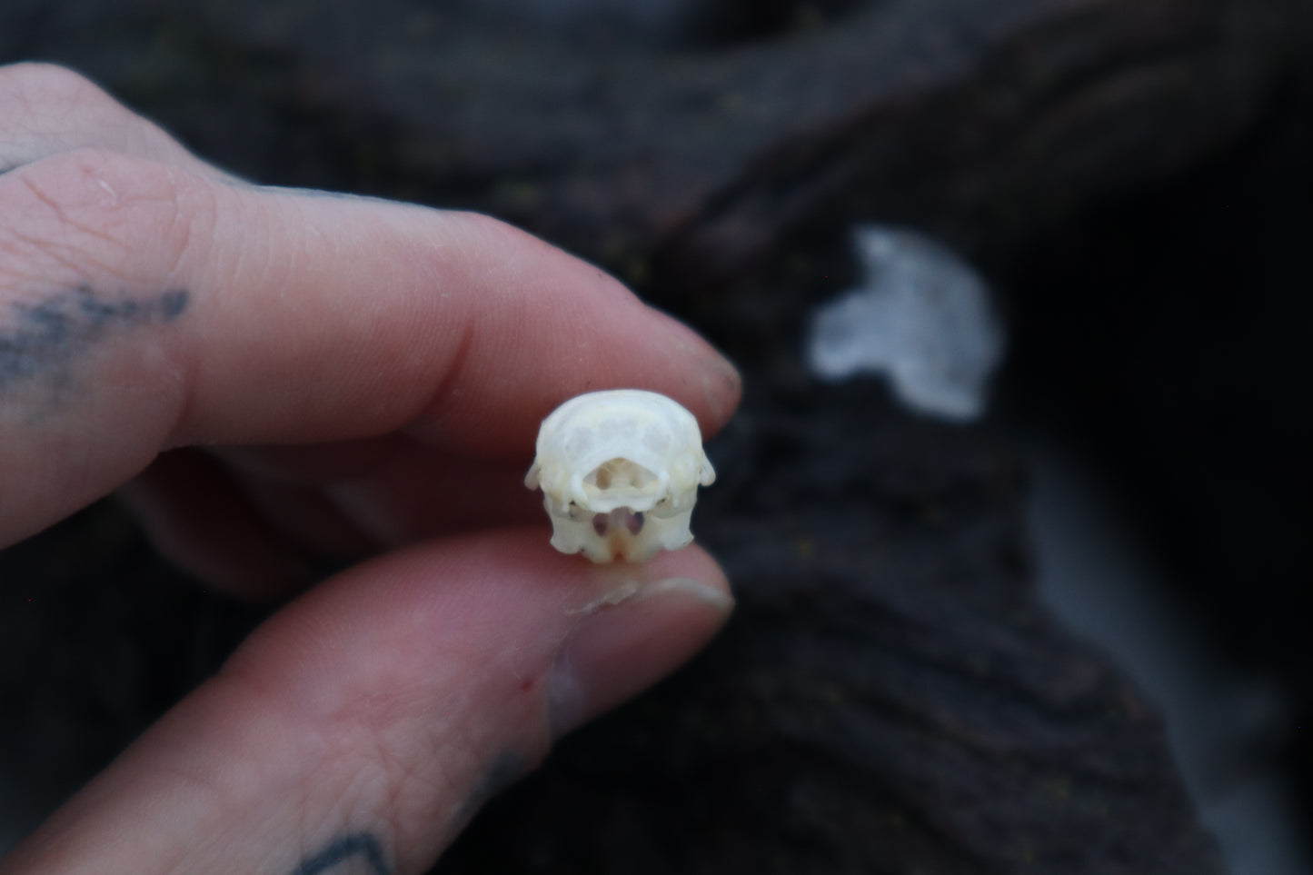 Mouse Skull