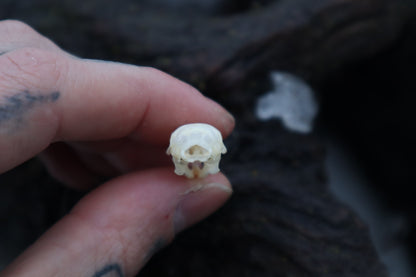 Mouse Skull