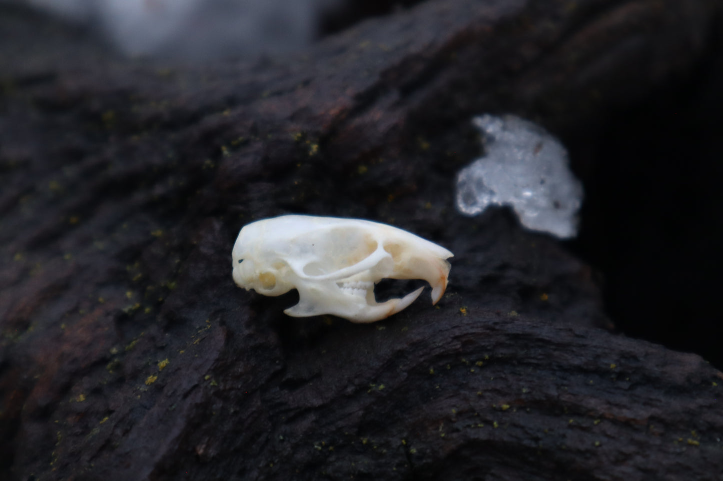 Mouse Skull