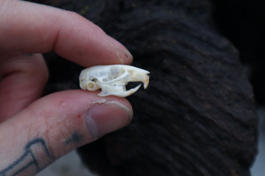 Mouse Skull
