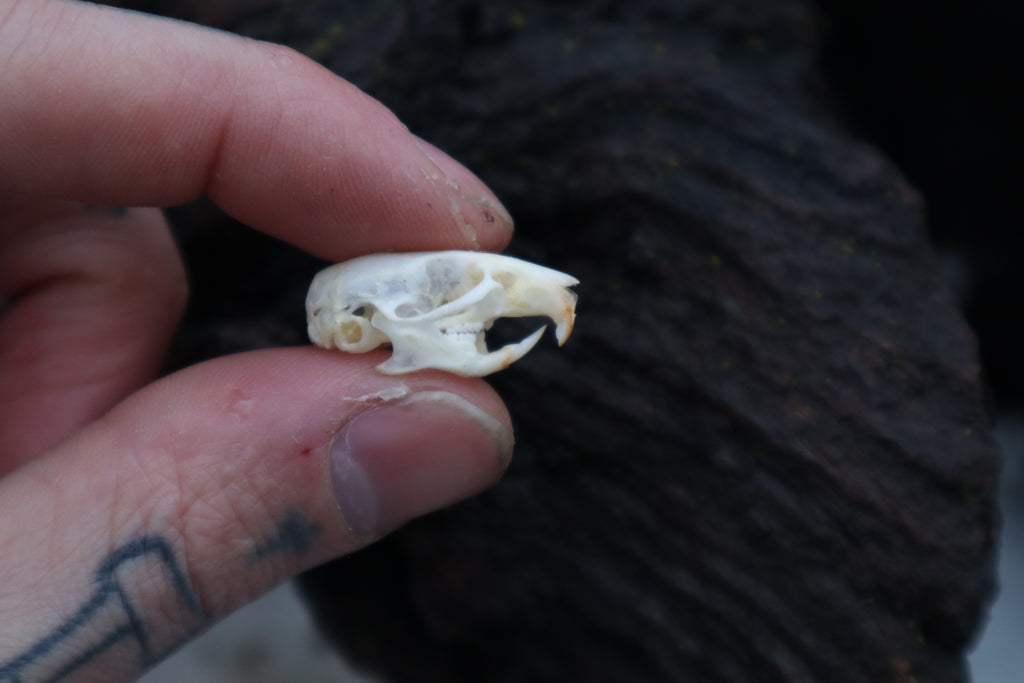 Mouse Skull