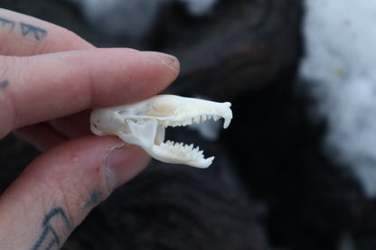 Eastern Mole Skull