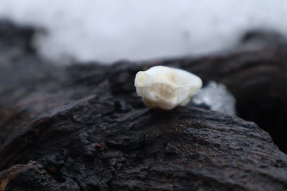 Eastern Mole Skull