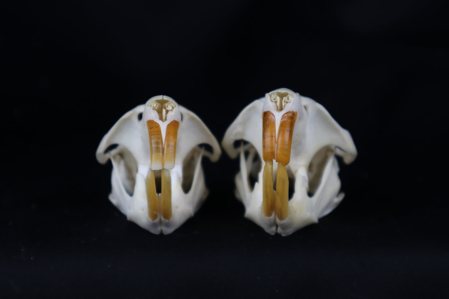 Muskrat Skull