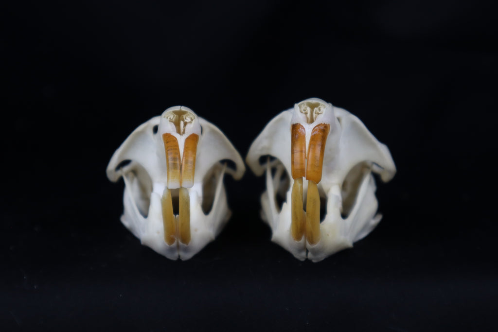Muskrat Skull