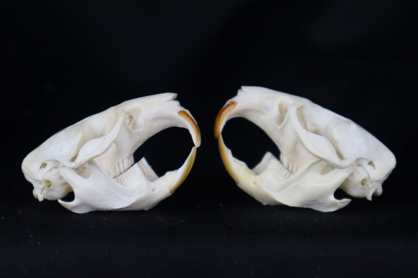 Muskrat Skull