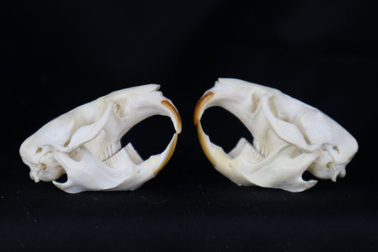 Muskrat Skull