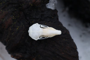 Eastern Mole Skull