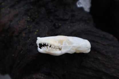 Eastern Mole Skull