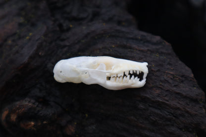 Eastern Mole Skull