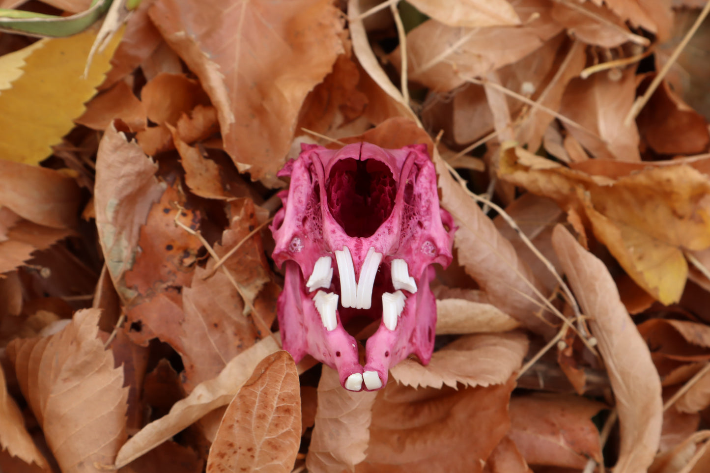 Naturally Stained Jack Rabbit Skull