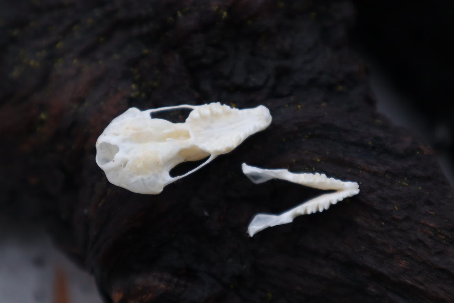 Eastern Mole Skull