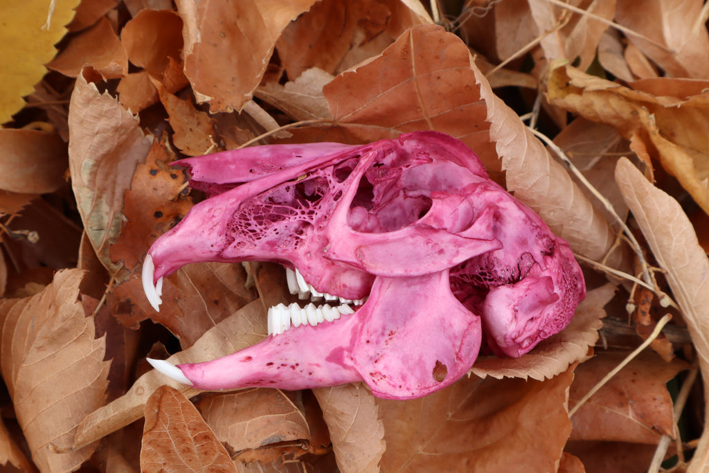 Naturally Stained Jack Rabbit Skull