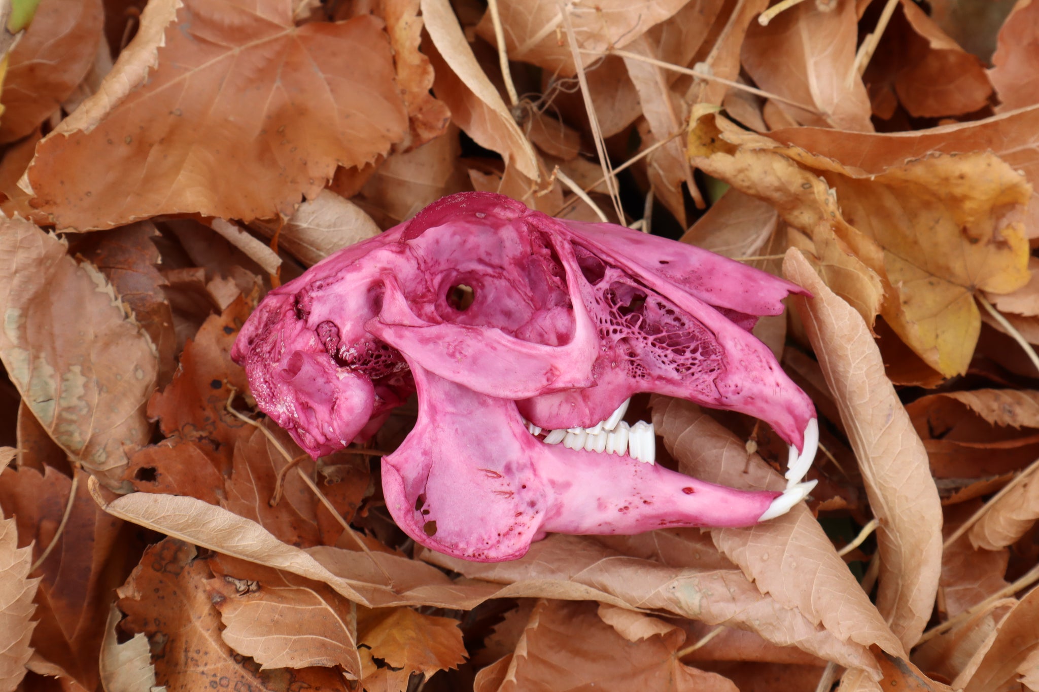 Naturally Stained Jack Rabbit Skull