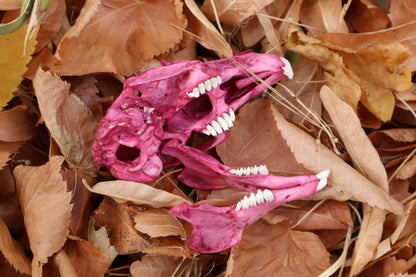 Naturally Stained Jack Rabbit Skull
