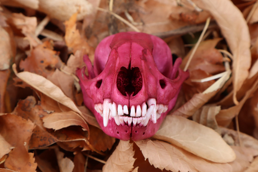 Naturally Stained Pathological Raccoon Skull