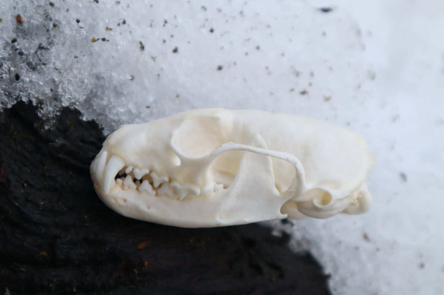 Pine Marten Skull