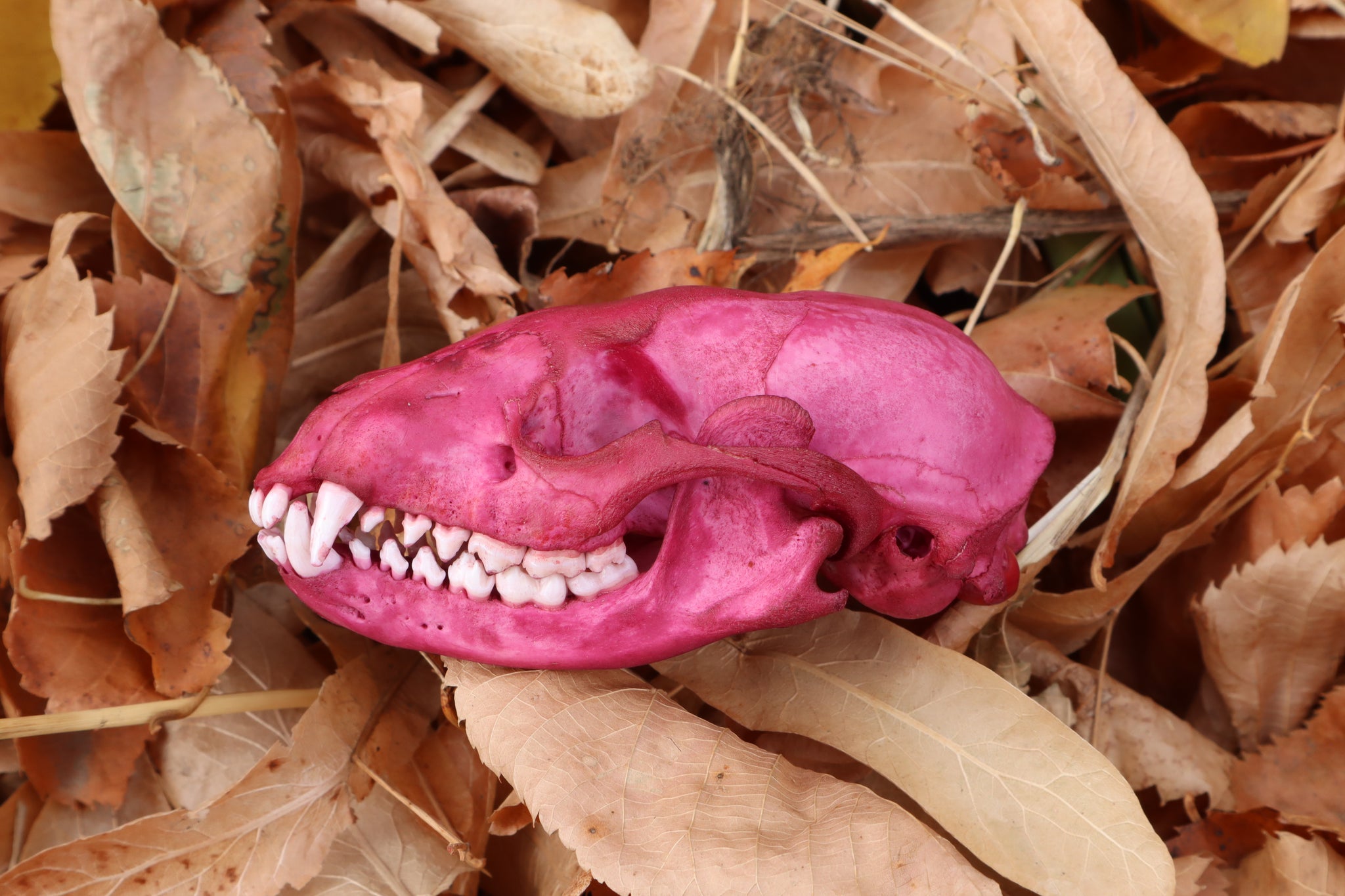 Naturally Stained Pathological Raccoon Skull