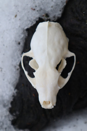 Pine Marten Skull