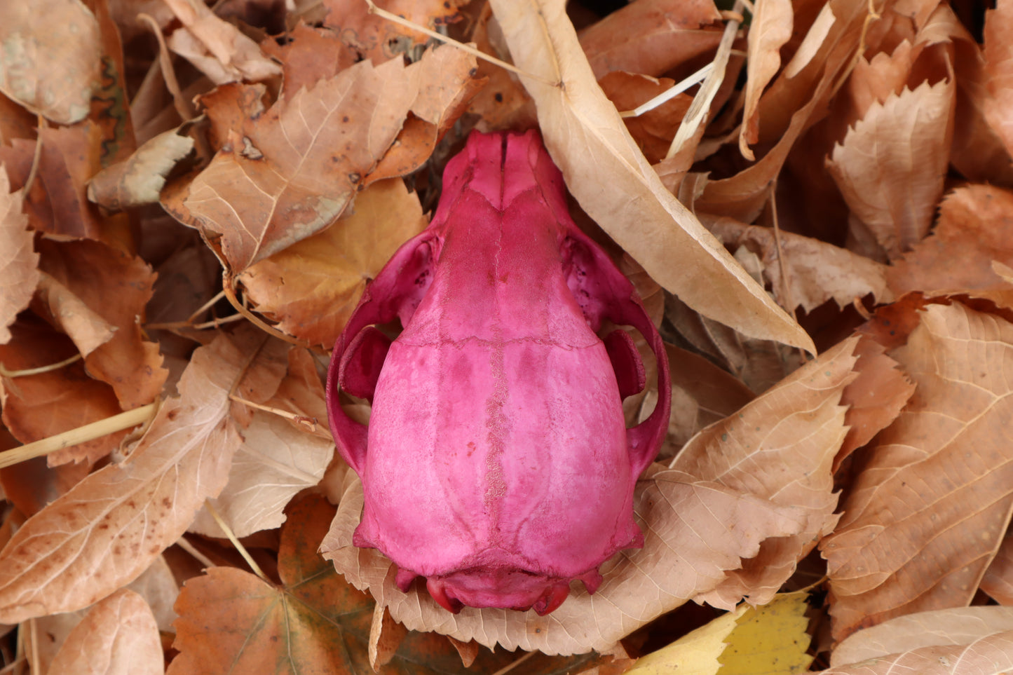 Naturally Stained Pathological Raccoon Skull