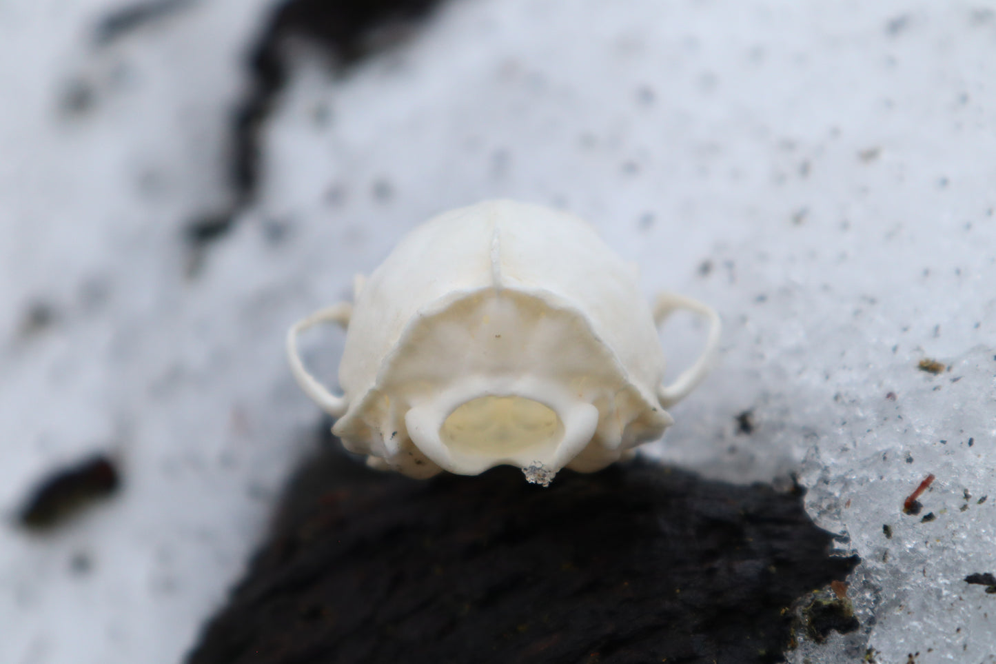 Pine Marten Skull