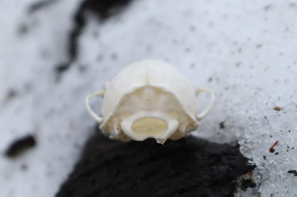 Pine Marten Skull
