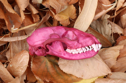 Naturally Stained Pathological Raccoon Skull