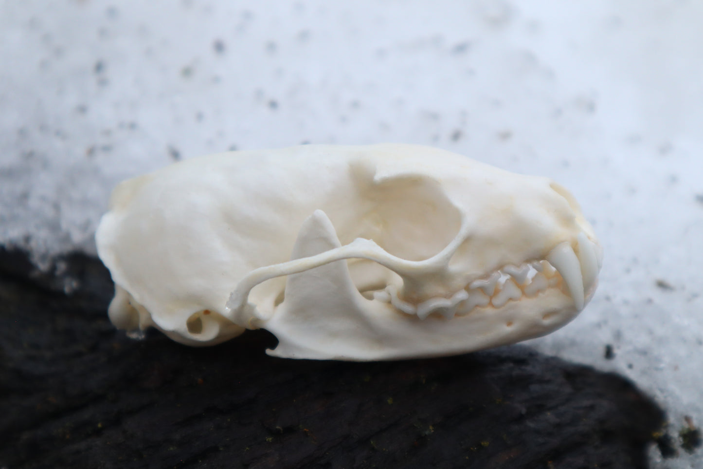 Pine Marten Skull