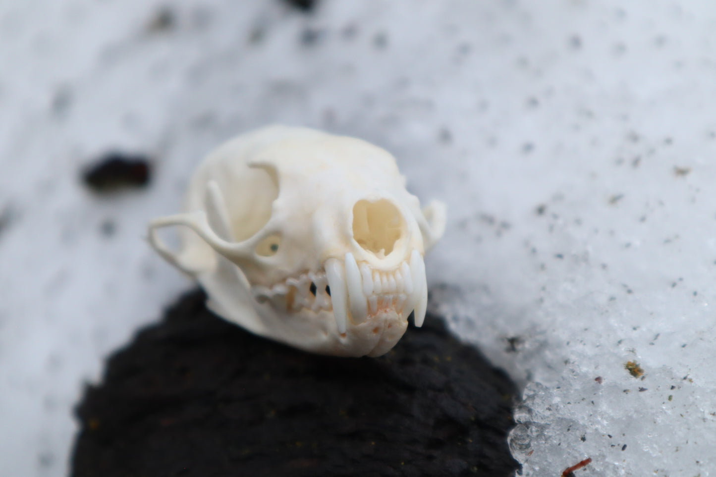 Pine Marten Skull