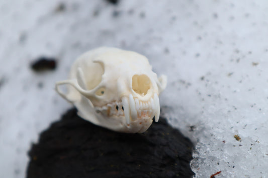 Pine Marten Skull