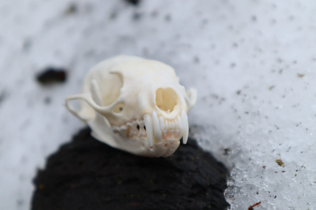 Pine Marten Skull