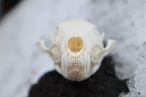 Pine Marten Skull