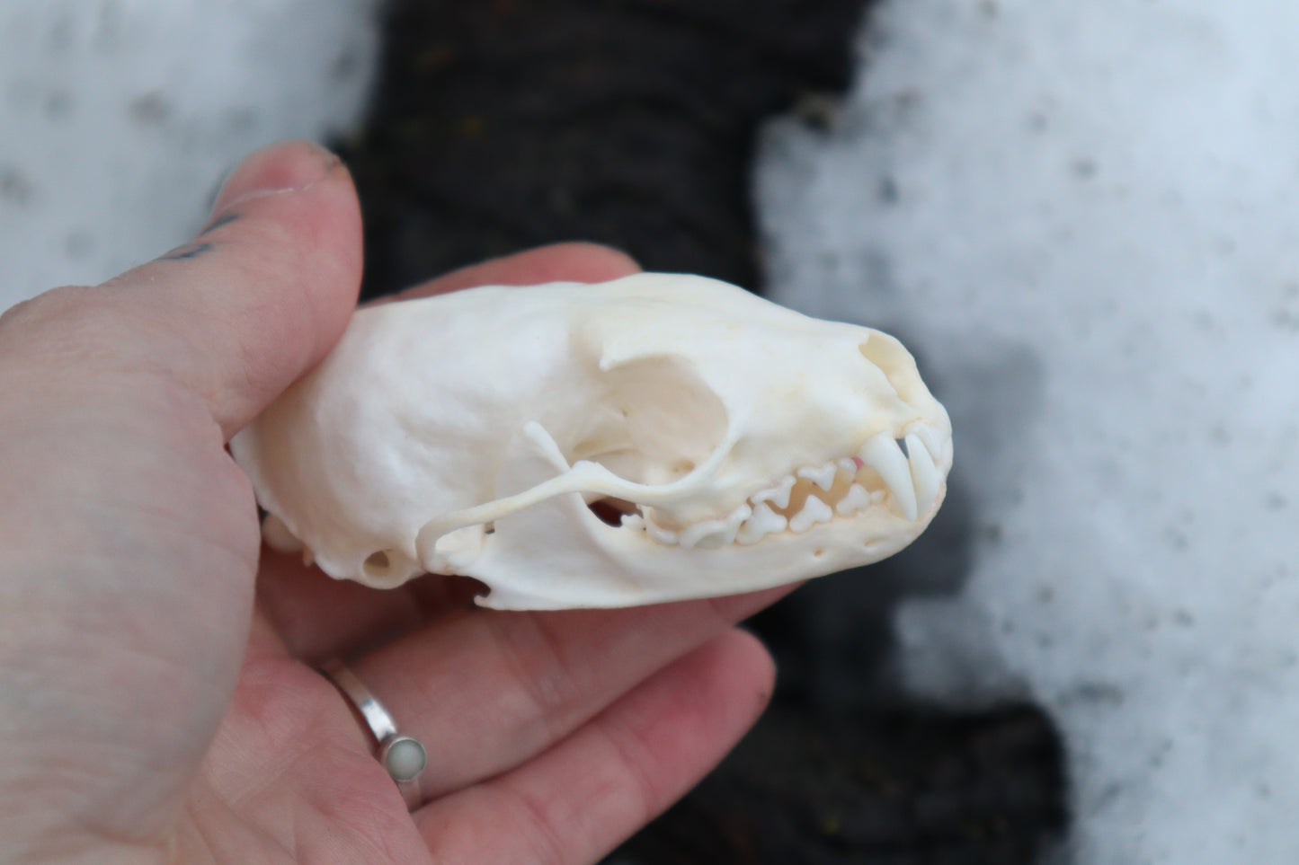 Pine Marten Skull