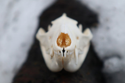 Opossum Skull