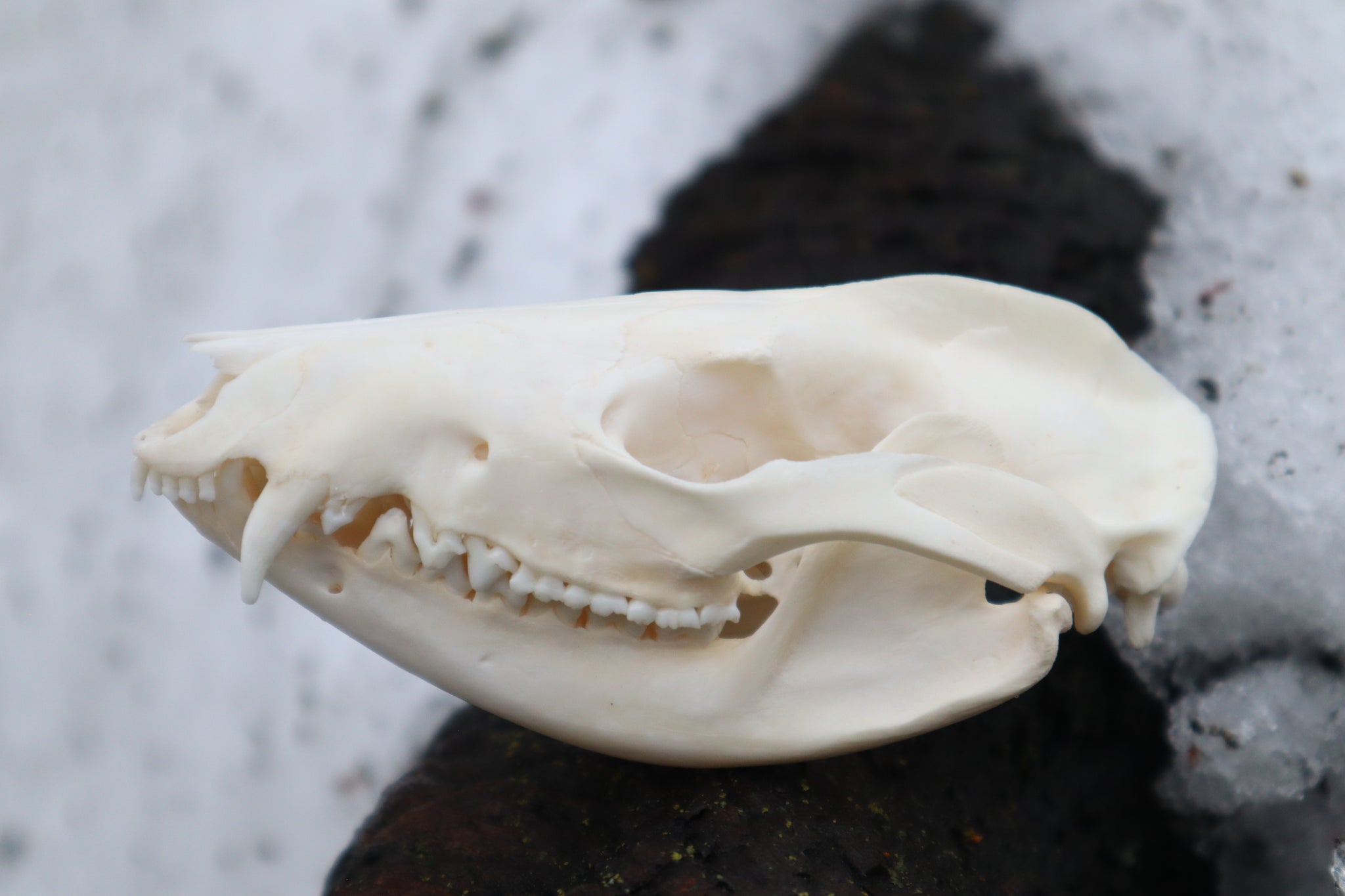 Opossum Skull