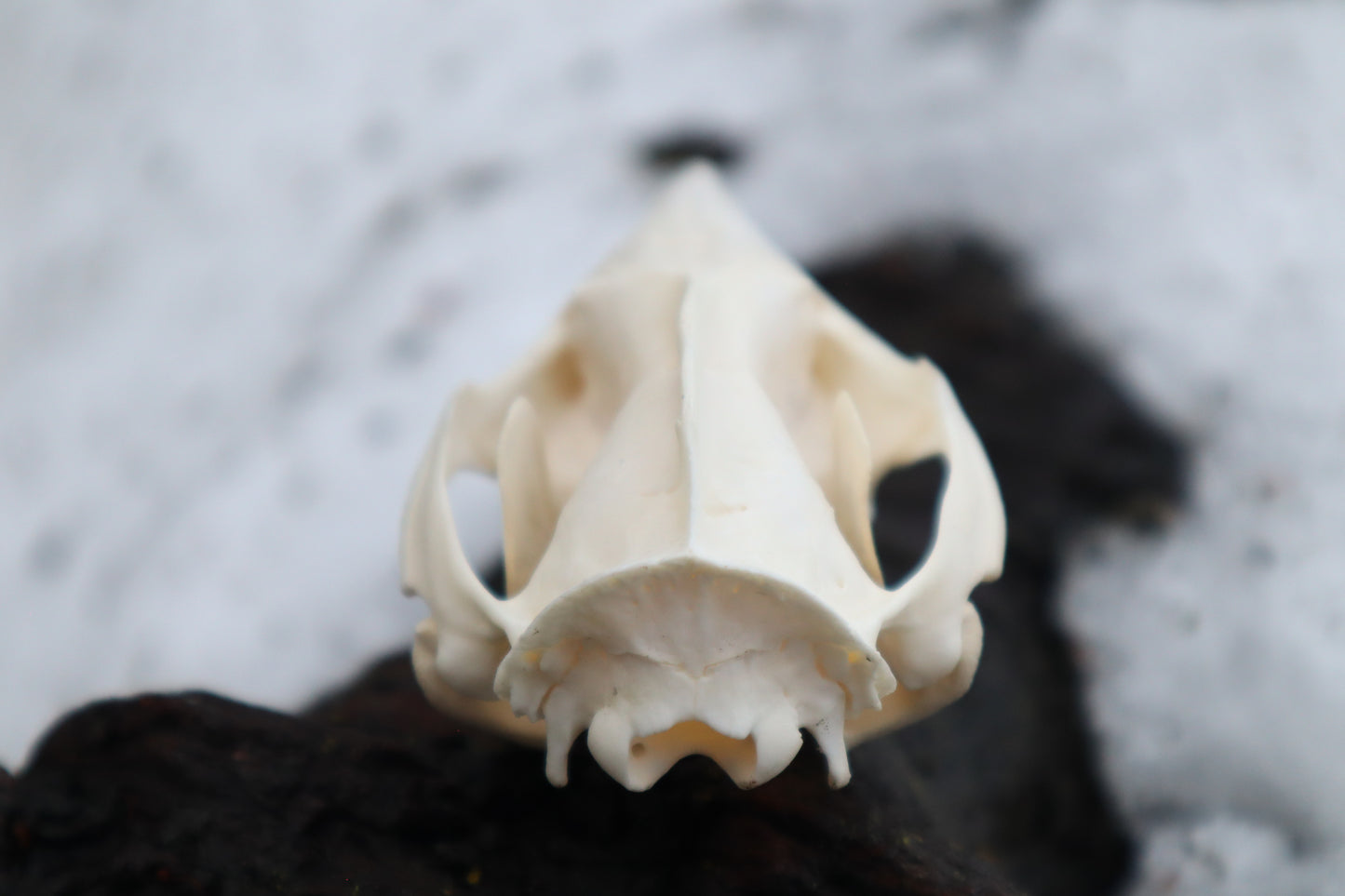 Opossum Skull