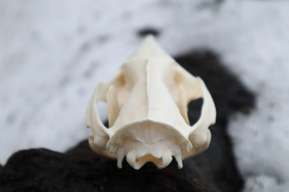 Opossum Skull