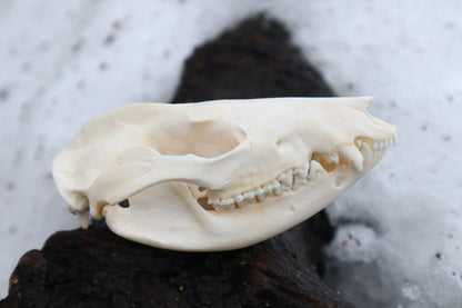 Opossum Skull