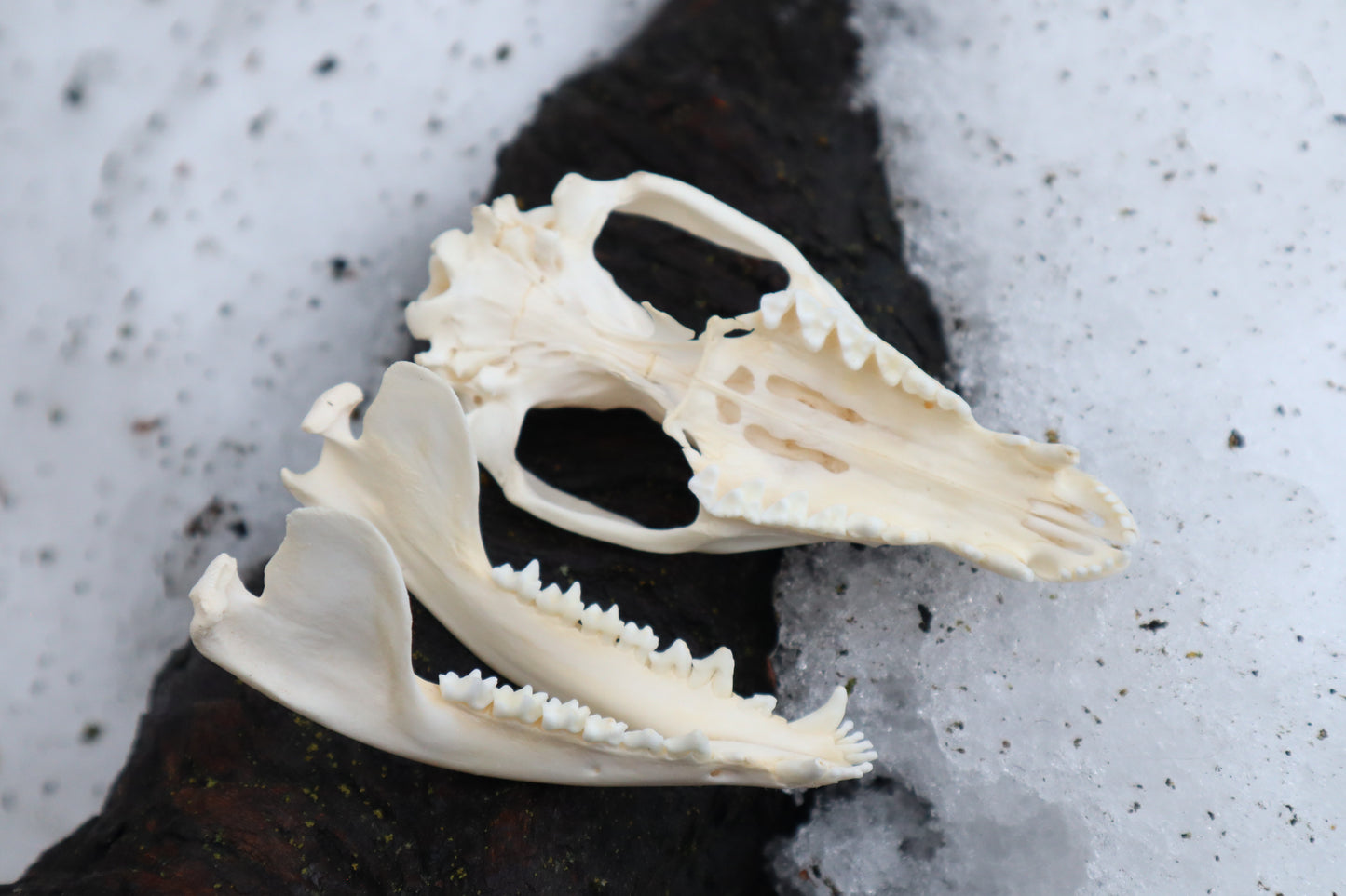 Opossum Skull