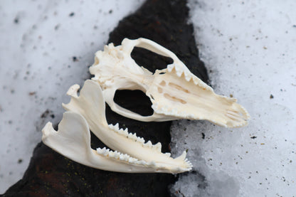Opossum Skull