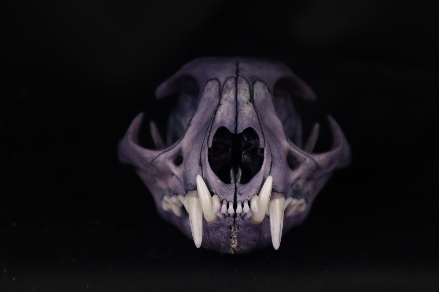 Protection Stained Bobcat Skull