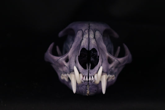 Protection Stained Bobcat Skull