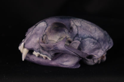 Protection Stained Bobcat Skull