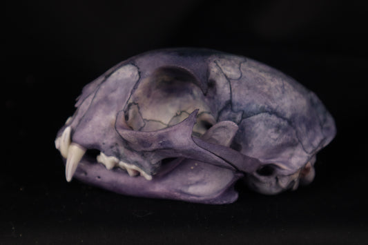 Protection Stained Bobcat Skull