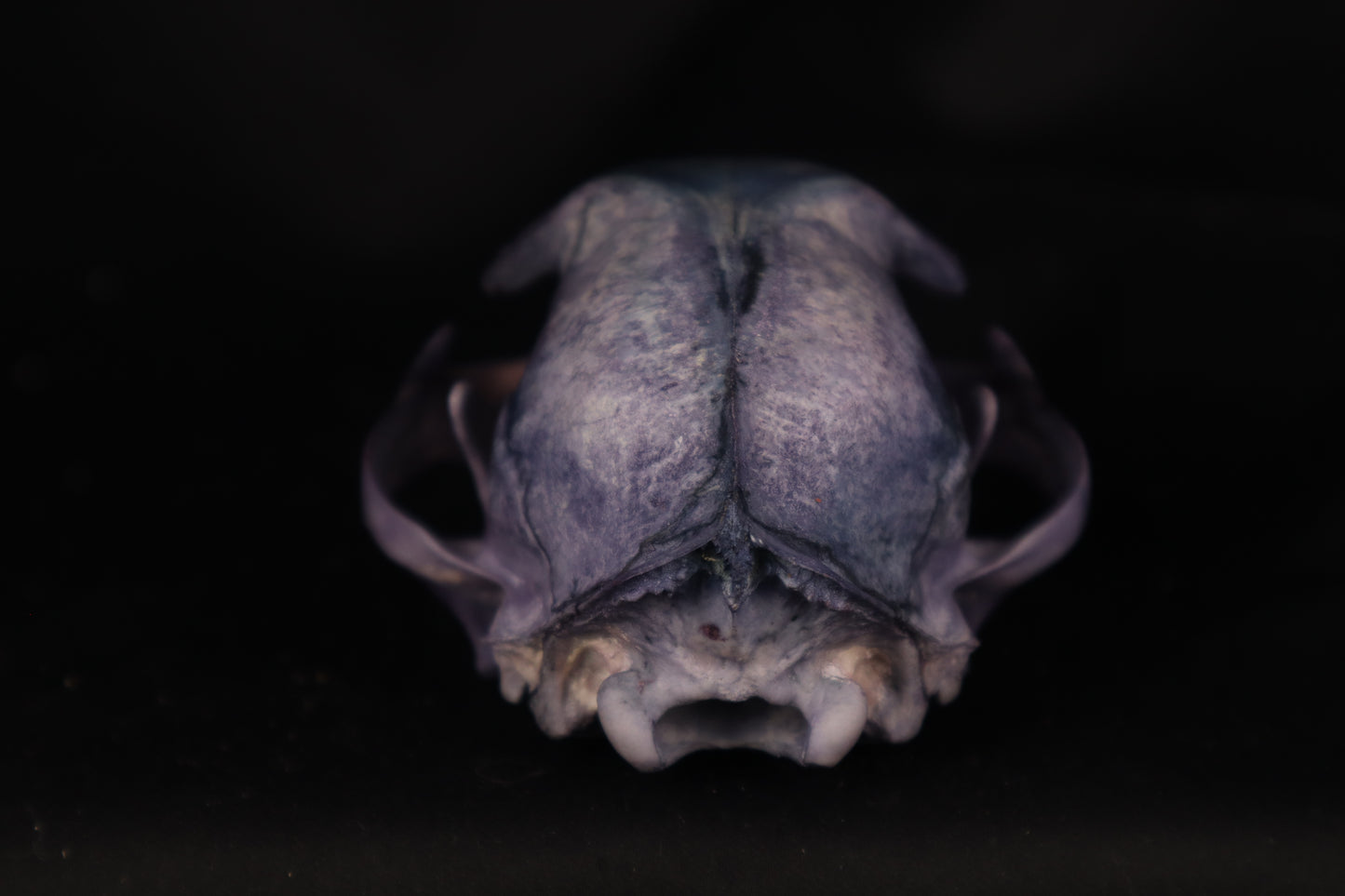 Protection Stained Bobcat Skull