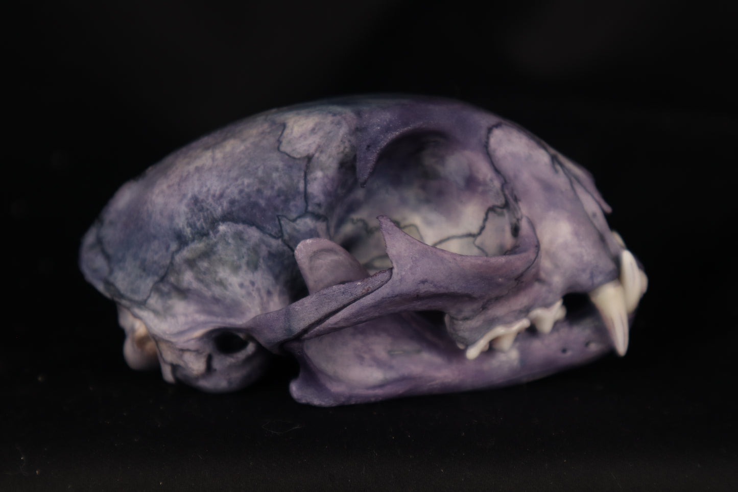Protection Stained Bobcat Skull