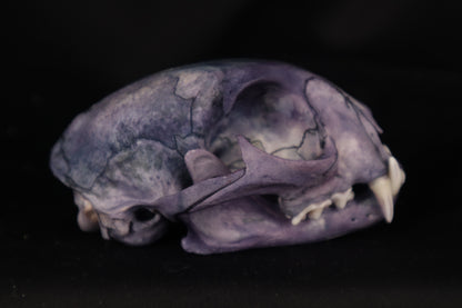 Protection Stained Bobcat Skull