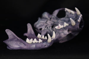 Protection Stained Bobcat Skull
