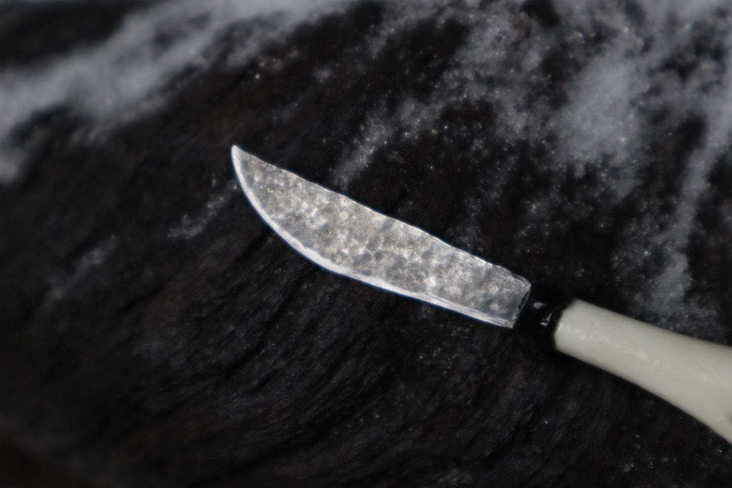 Kitten Humerus Knife